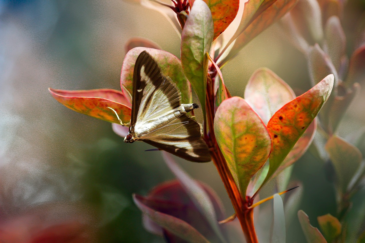 Insectvriendelijke tuin met diverse planten zomervakantie. Insectvriendelijke tuin met diverse planten zomervakantie.