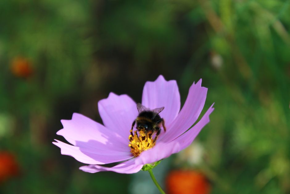 Vlinder op kleurrijke bloem voedt biodiversiteit. Vlinder op kleurrijke bloem voedt biodiversiteit.
