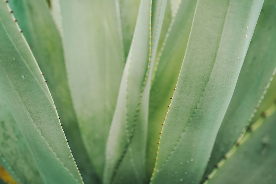 Groene aloe vera plant naast herfstdecor.