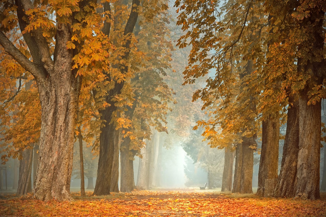 Dikweefsel gordijnen houden herfstkou buiten. Dikweefsel gordijnen houden herfstkou buiten.