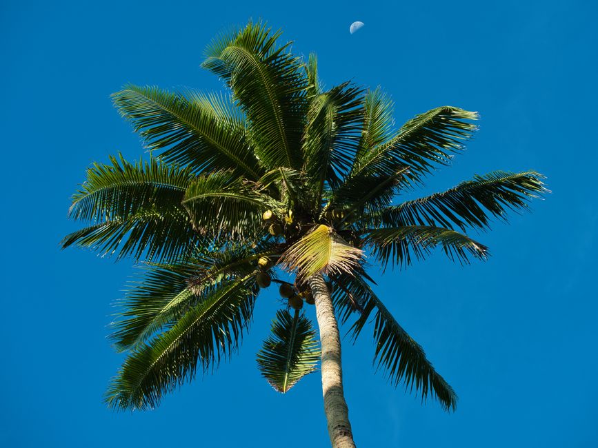 Herfst decor met palmboom behang. Herfst decor met palmboom behang.