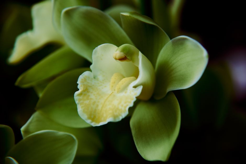 Een eenvoudige ruimte met een orchidee poster.